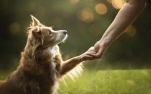 6 strategies to improve the health and wellbeing of your pet