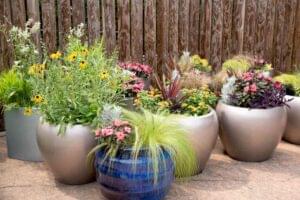 Planting in containers