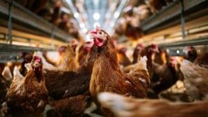 How could avian flu hurt your chickens? What is it
